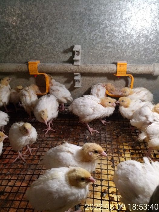 Двух недельные техасские перепела.