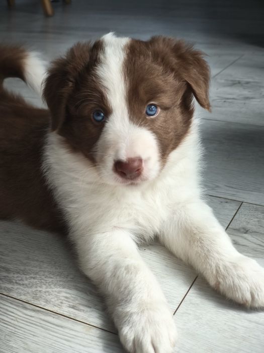 Border Collie czekoladowo-bialy piesek *badania genetyczne* do odbioru za 2tyg.
