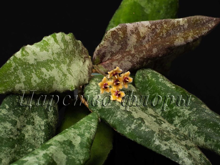 Хойї Хойя Hoya Caudata Gold: 850 грн. - Комнатные растения Харьков
