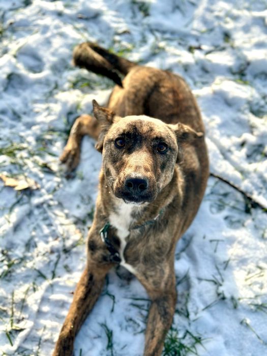 Harper pies do adopcji