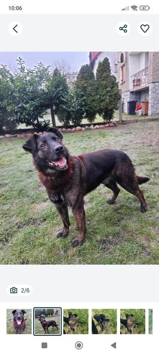 Pokochaj Aziego odda ci serce