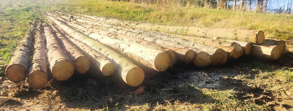 Sprzedam kloce świerka (stemple)