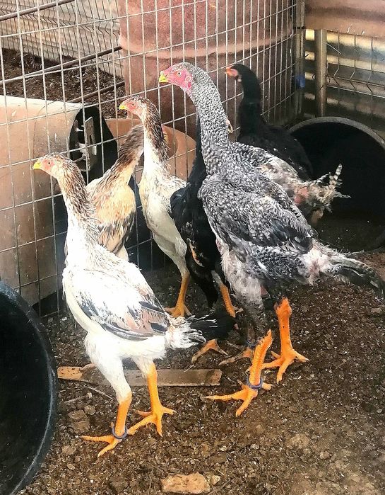 Galgos/Galinhas Raça Pura Shamo