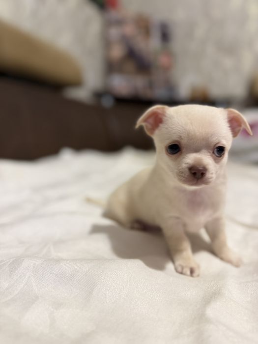 Продам чихуашок..