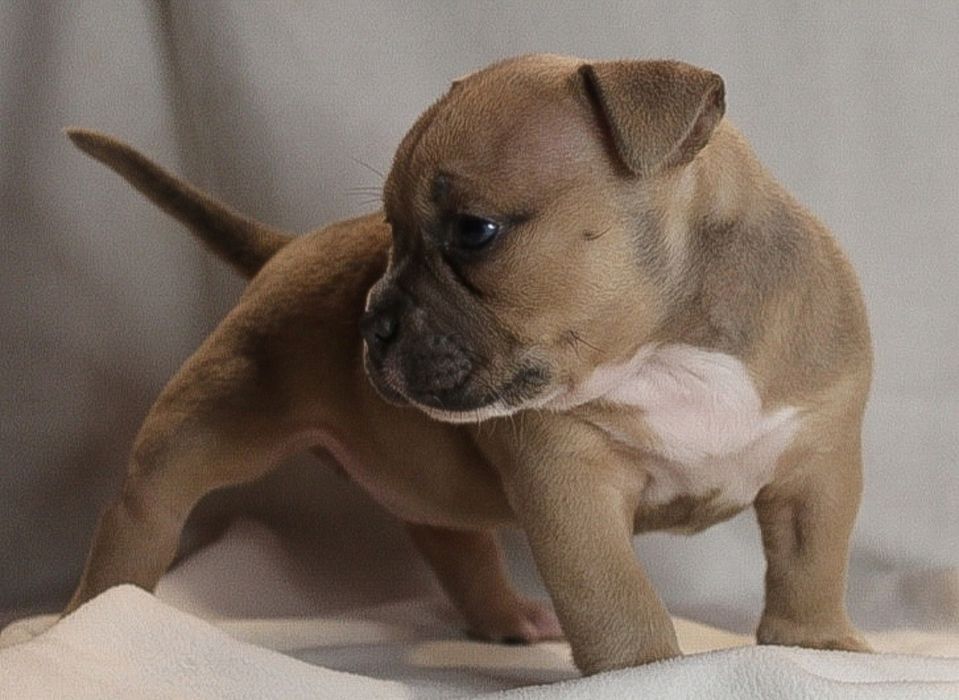 American Bully POCKET suczka po Championie ABKC kopia ojca