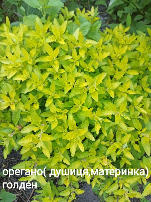 Лаконос ягідний/ Зверобой/ зверобій кущики Лікарські рослини