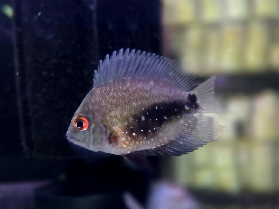 Pielęgnica uaru (Uaru amphiacanthoides)