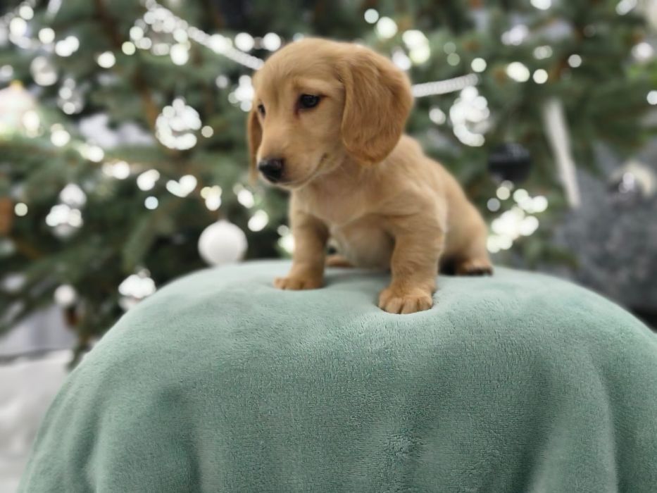 Jamnik miniaturowy długowłosy Kremowy