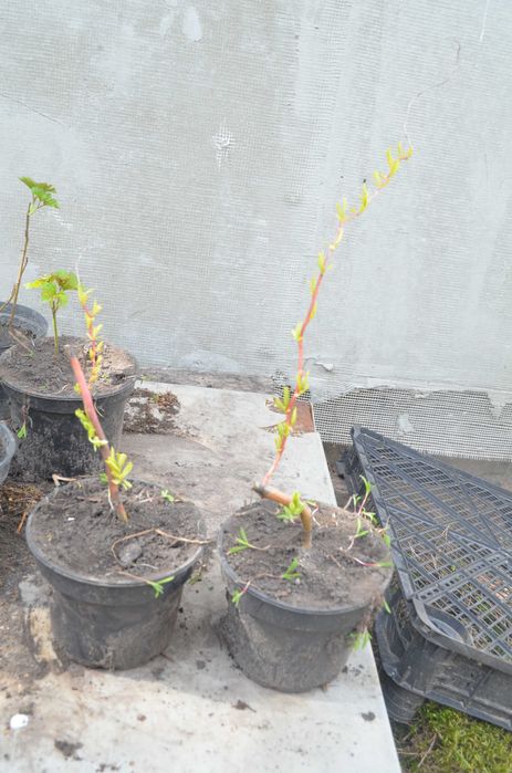 Бересклет, Калина. Бірючина, Барбарис,  Верба матсудана