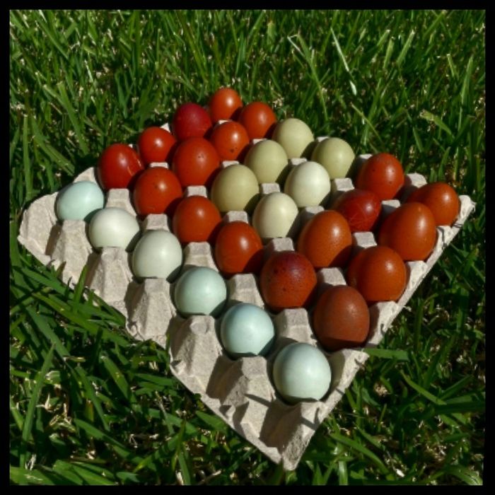 Ovos férteis para incubação