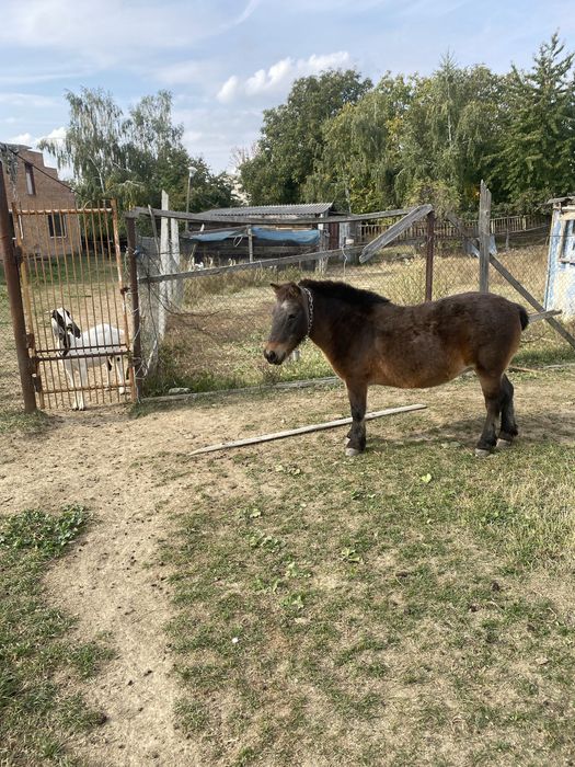 Продам поні, баранів та кіз.