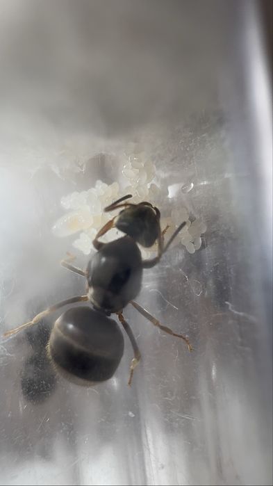 Lasius niger Q + potomstwo  DOSTAWA GRATIS