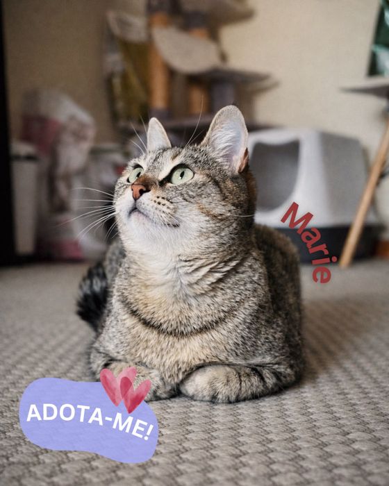 Gatinha para adoção responsável
