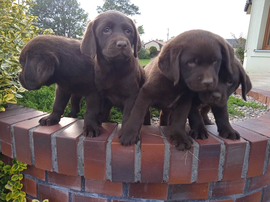 Labrador retriever czarny i czekoladowy