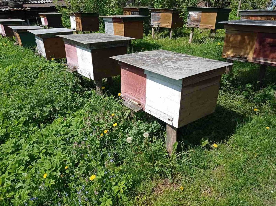 Продам  вулики .