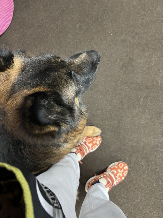 Кинолог, дрессировка Днепр kinologmarianna