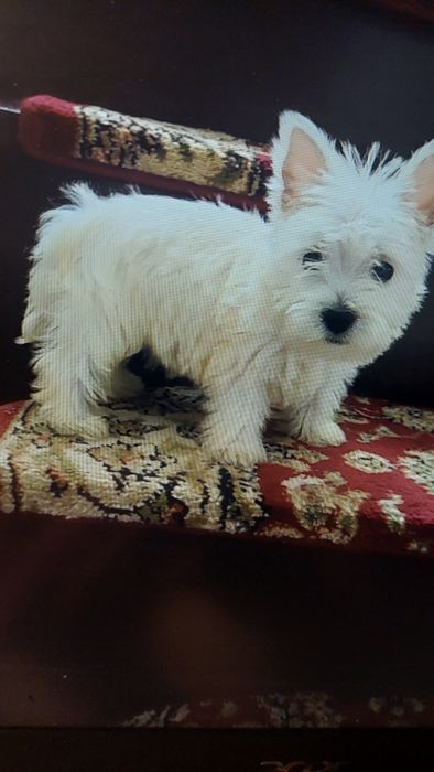 West Highland White Terrier