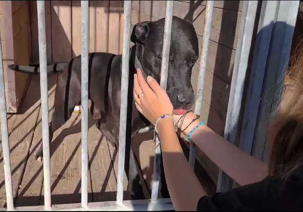 2-Letni łagodny BULI ! Przywiązany do drzewa w lesie !