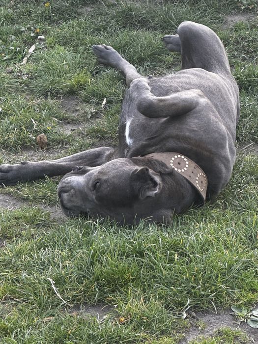 Cane Corso Italiano zapowiedź miotu