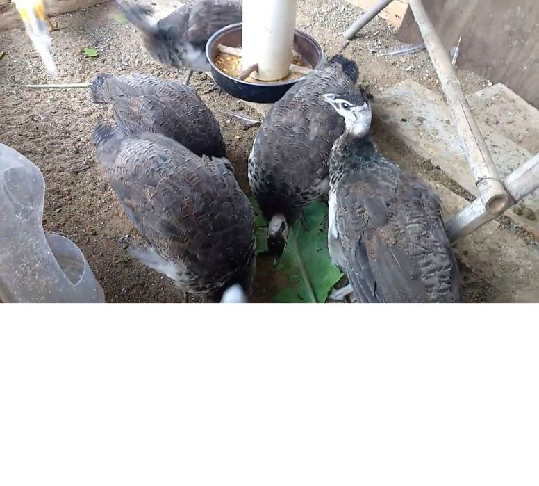 Pavões com 2 meses em Alvito , 50euros cada um