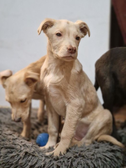 Віддам в добрі руки метиси тато стаф мама двортерєр