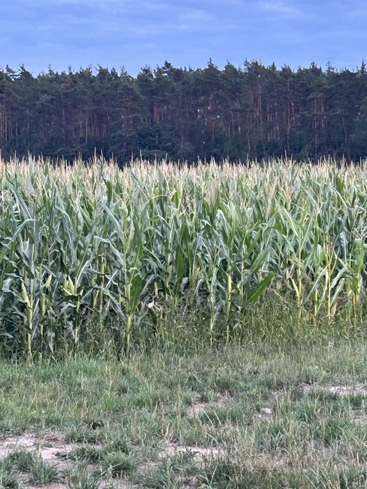 Kukurydza na pniu PIONEER