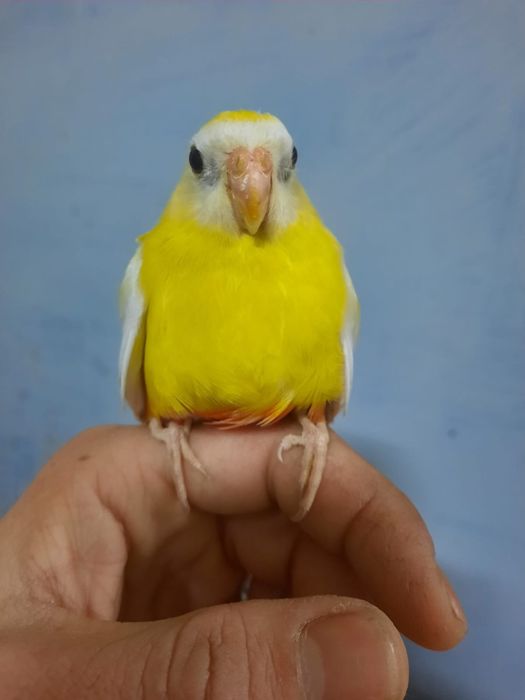 Ring neck Turquoisene  caturra  piriquitos domésticados
