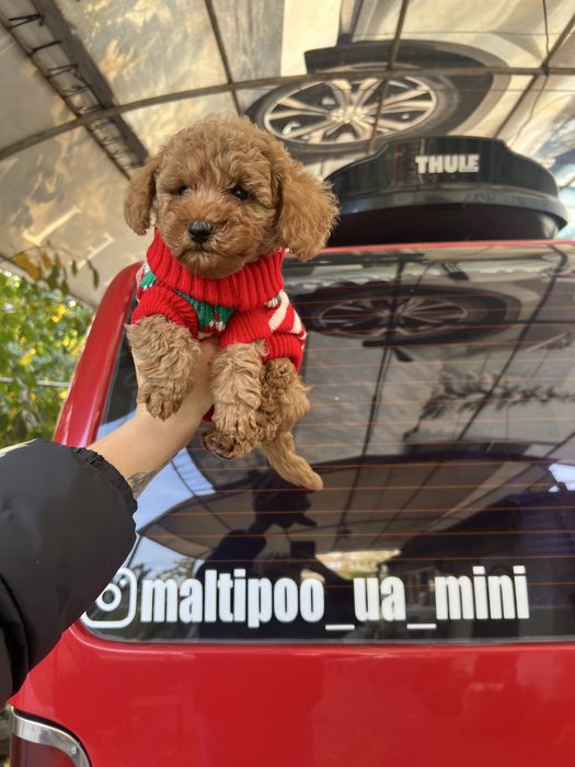 Мальтіпу міні хлопчик