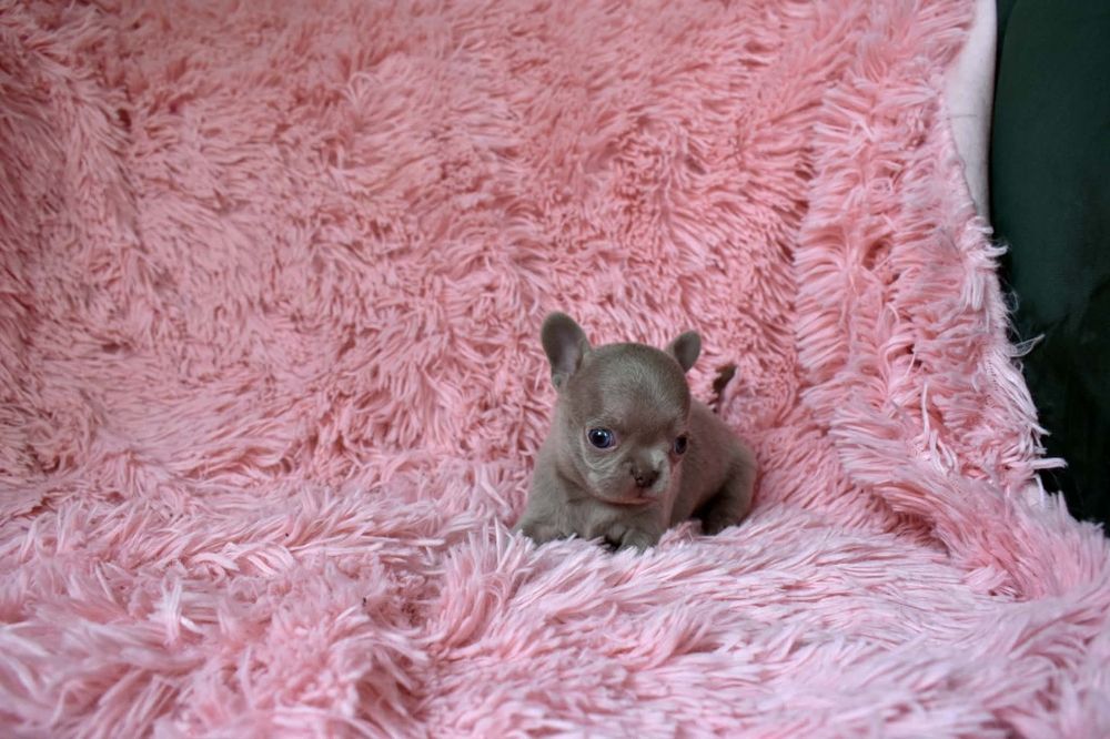 Liliowy chłopiec Chihuahua