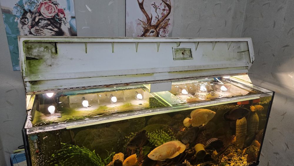 Акваріум 500 літрів