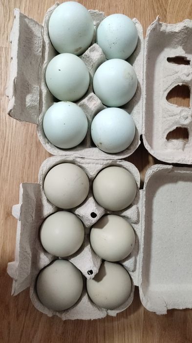 Ovos azuis, verdes, chocolate e  normal caseiros