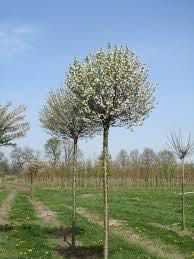Wiśnia kulista Umbreculifera 200 cm 280zł