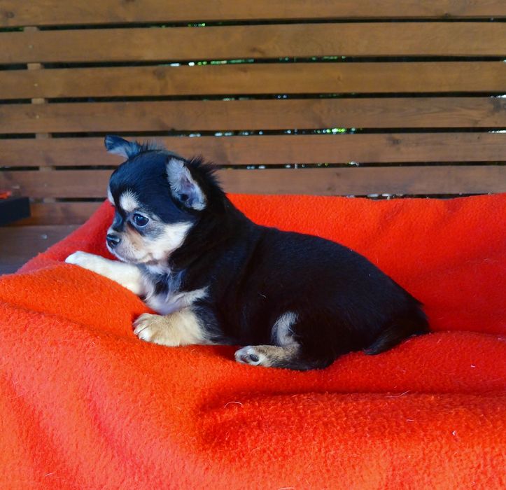 Piękny piesek chihuahua długowłosy