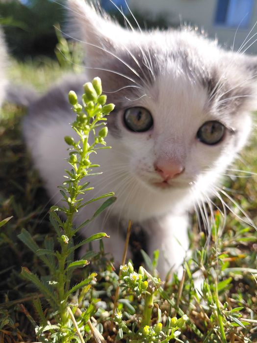 Віддамо кошенят безкоштовно