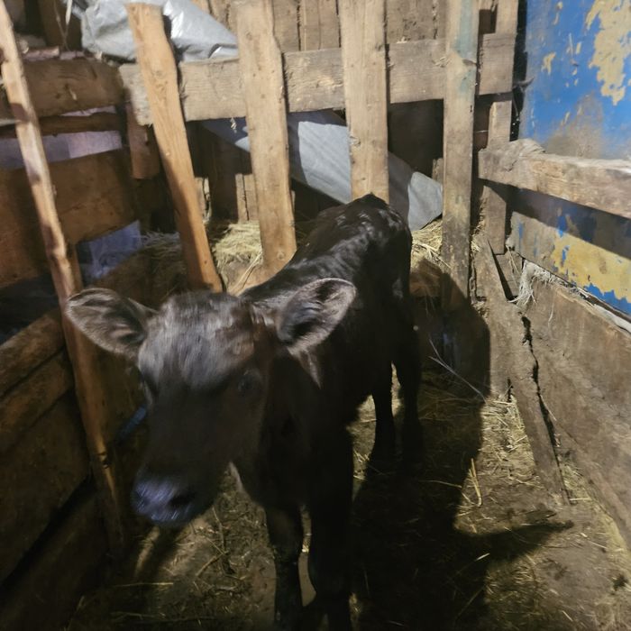 Продам теличку .