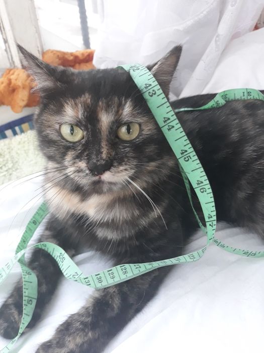 Кошечка Черепашка ищет дом