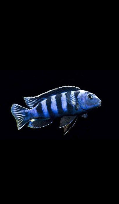 Ciclideos Saulosi