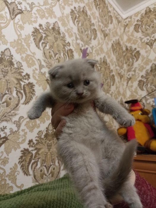 Плюшевые вислоухие  девочки