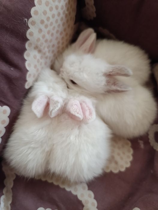 Кроленята, декоративни, біленькі