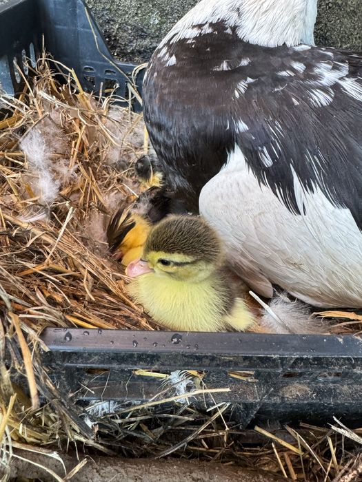 pato mudo ( cairina moschata)