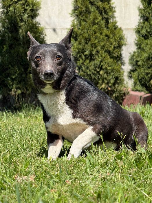 Malutka TINKA szuka domowego ciepła
