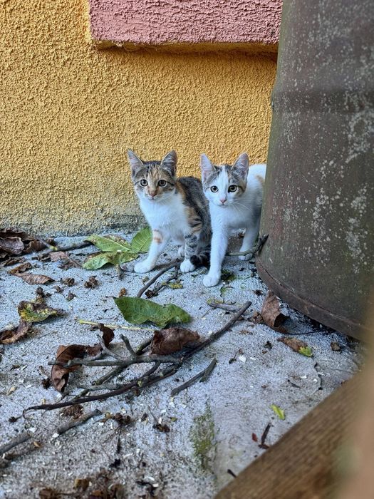 Кошенята шукають родину