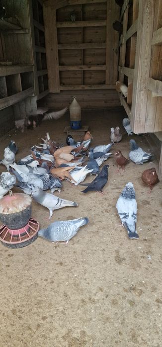 Gołębie stawaki polskie garlacze górnośląskie rysie texanery texaner