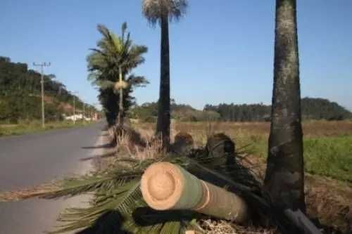 Corte de árvores - ILHA DA MADEIRA