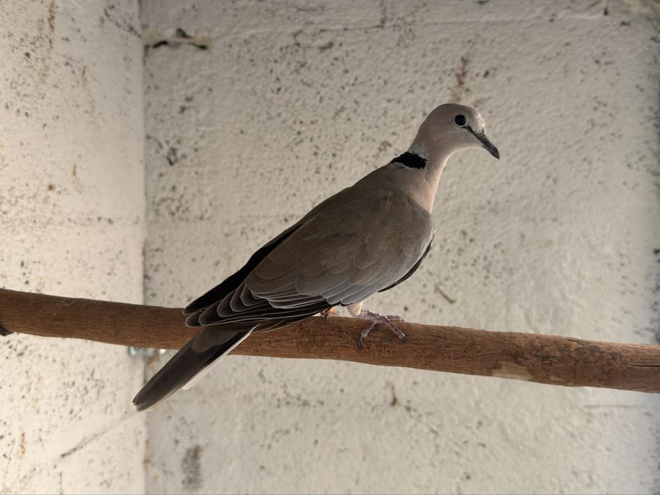 Macho Streptopelia capicola (Criador Legal ICNF)
