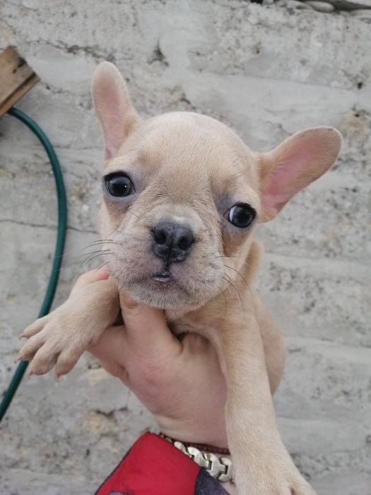 Французы хлопчик та дівчатка