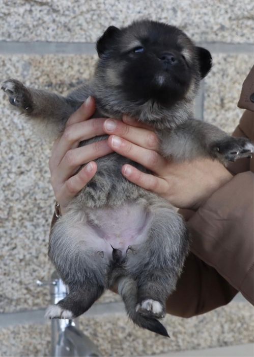 cães de porte grande bebés