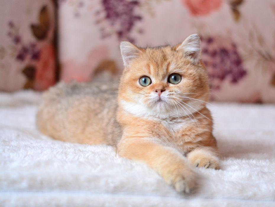 Золотий британський хлопчик