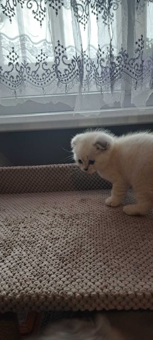 Шотландець висловухий окрс блю поінт бронь котика