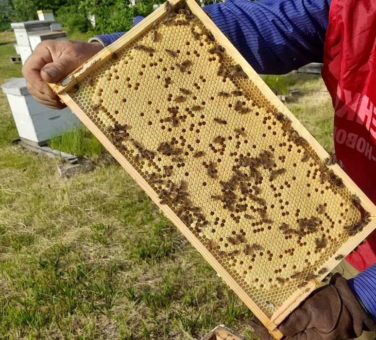 Бджолопакети, відводки, бджолосім’ї на 2025 рік